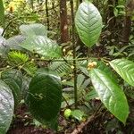 Siparuna thecaphora Fruit