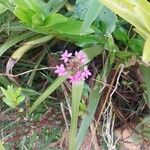 Epidendrum ibaguenseFlower