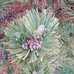 Pinus mugo Fuelha