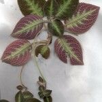 Episcia lilacina Övriga