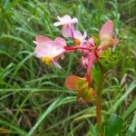Begonia minor Λουλούδι