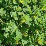 Medicago coronata Leaf