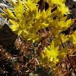 Sedum amplexicaule Blomst