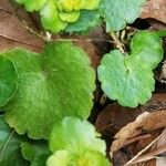 Chrysosplenium alternifolium Lapas