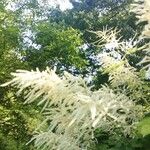 Aruncus dioicus Flor