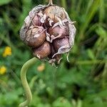 Allium sativum Fruit