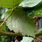 Rubus gratus ഇല