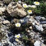 Leucanthemopsis alpina Floare