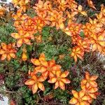 Bidens triplinervia Habitatea