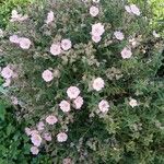 Cistus parviflorus Plante entière