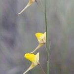 Kickxia scoparia Mosusu