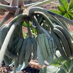 Cecropia pachystachya Fruit