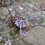 Limonium vulgareFlor