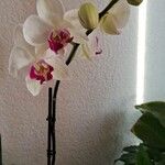Phalaenopsis amabilis Bloem