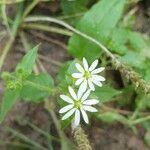 Myosoton aquaticumFlower