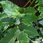 Begonia angularis पत्ता