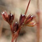 Juncus capitatus Плід