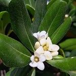 Pittosporum tobiraFlower