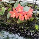 Cattleya cernua Flor