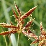 Cyperus longus Fruit