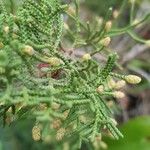 Juniperus phoenicea Çiçek