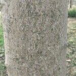Acer cissifolium Casca