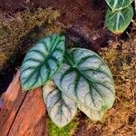 Alocasia bagindaЛіст