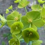 Euphorbia biumbellata Квітка