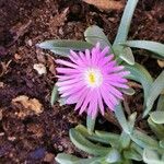 Delosperma sutherlandii Lorea