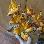 Alstroemeria pelegrina Květ