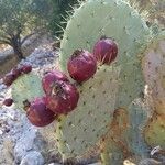 Opuntia engelmannii Frutto