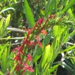 Lobelia cardinalis花