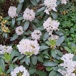 Rhododendron maximum Habit