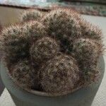 Mammillaria barbata Leht