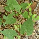 Mikania scandens Fuelha
