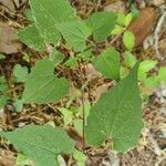 Mikania scandens Leaf