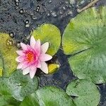 Nymphaea candida Цвят