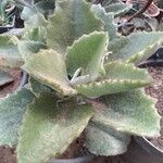 Kalanchoe beharensisЛист