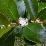 Psidium cattleyanum Leaf