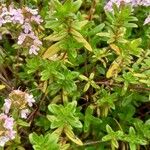 Thymus longicaulis 葉