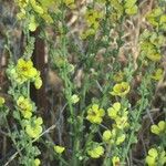 Verbascum sinuatumFlower