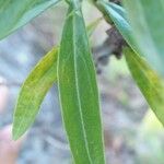 Globularia salicina Leaf