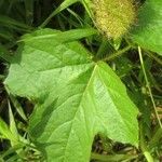 Passiflora foetida Лист