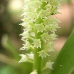 Polystachya polychaete Flower