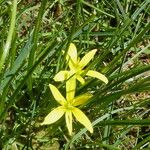 Gagea fragifera 花