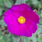 Cistus crispusЦветок