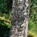 Betula pendula خشب