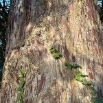 Cupressus goveniana Bark