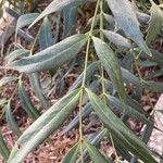 Mahonia fortunei Leaf