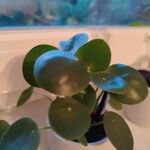 Peperomia polybotrya पत्ता